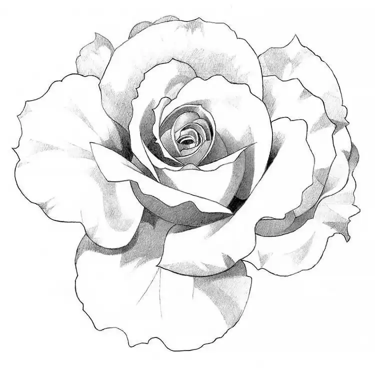 A top-down view of a rose drawing, showcasing the layered petal structure from a unique perspective.