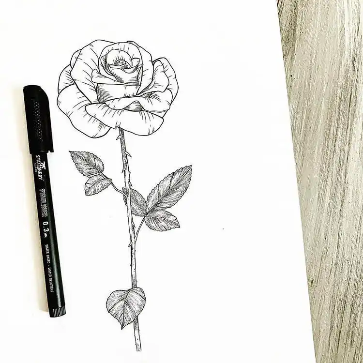 A soft watercolor rose drawing, demonstrating blending techniques and gentle color transitions.