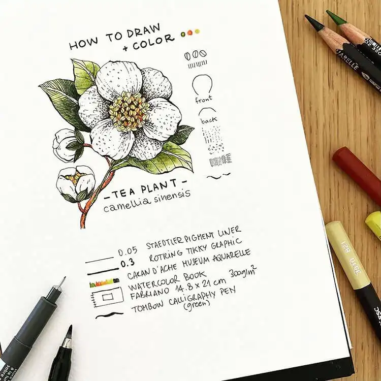 Video tutorial for drawing and coloring a camellia flower, showcasing its vibrant hues and delicate form.
