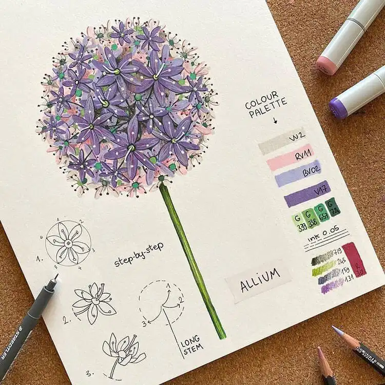 Guide for drawing an allium flower, capturing its striking spherical shape and numerous florets.