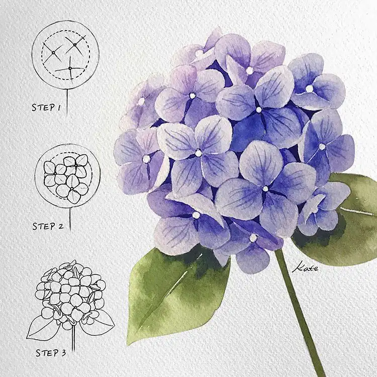 Tutorial for drawing and painting hydrangea flowers, showcasing their large, showy clusters.