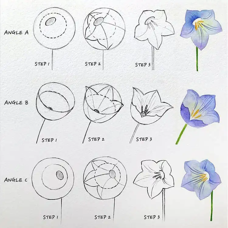 Simple tutorial showing how to draw balloon flowers with their distinctive star shape and closed buds.