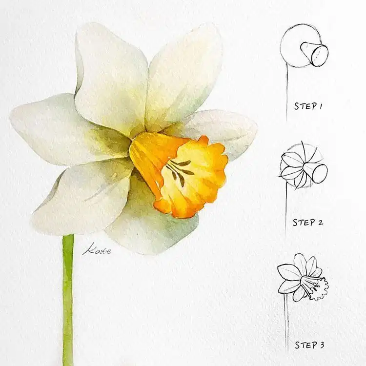 Minimalist drawing tutorial for a daffodil flower, highlighting its trumpet and petal structure.
