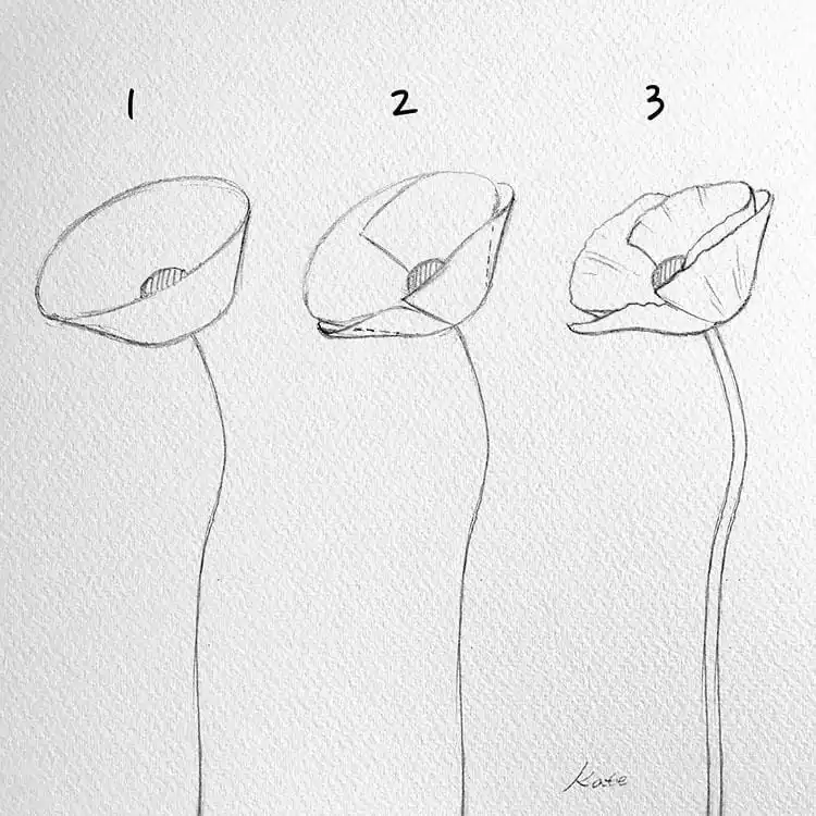 Artistic guide on how to draw a poppy flower, focusing on its gentle curves and delicate petals.