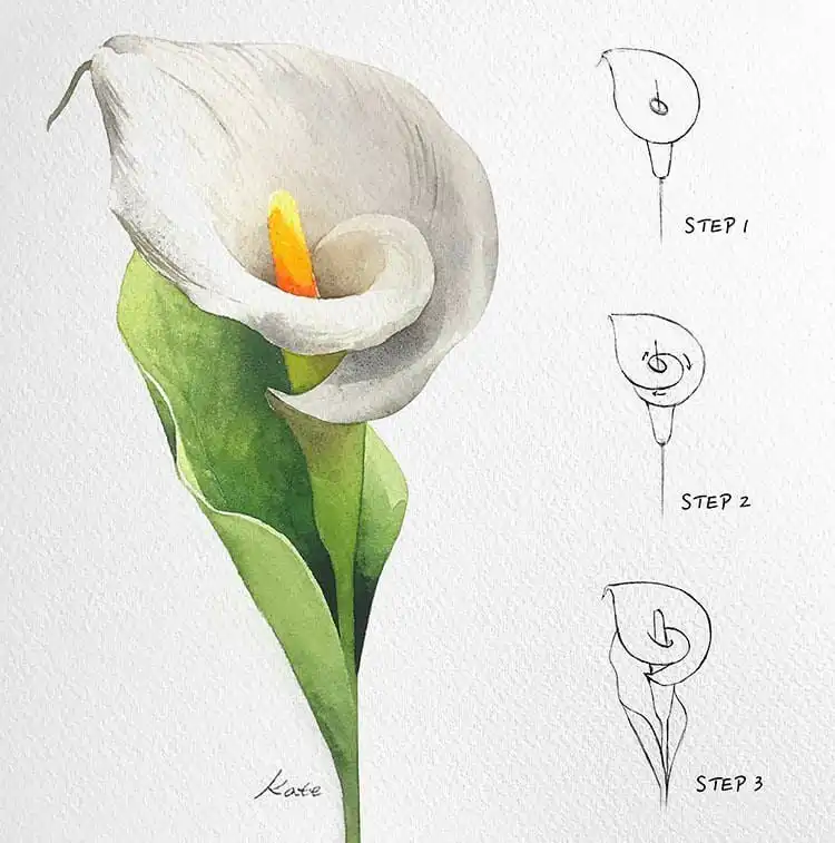 Step-by-step drawing instructions for a calla lily flower, emphasizing its elegant, sculptural form.