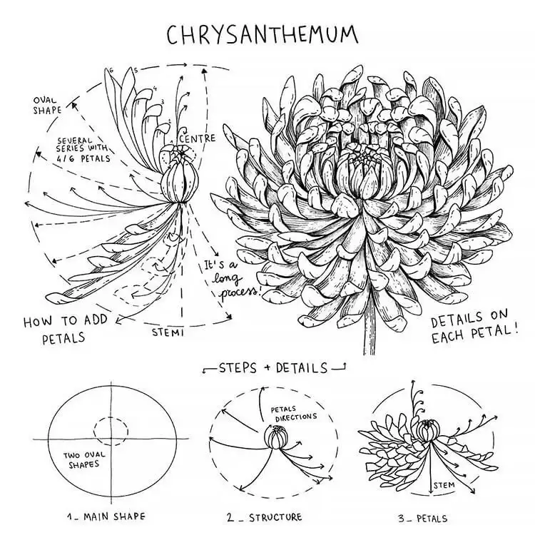 Detailed instructions for drawing a chrysanthemum flower with its many intricate layers of petals.